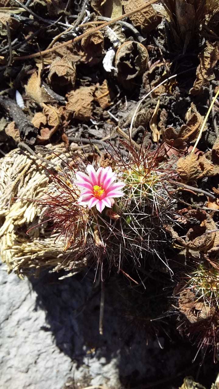Mammillaria tonalensis